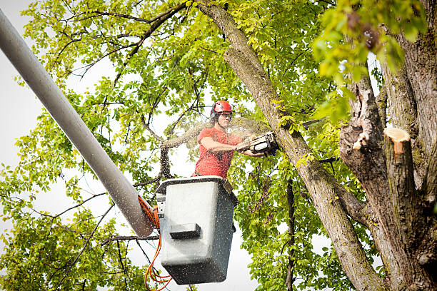 Best Stump Grinding and Removal  in Etowah, NC